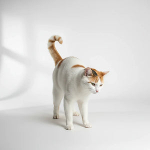 Animais